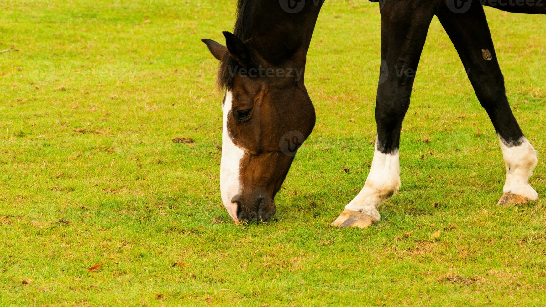 kastanje schoonheid detailopname van een verbijsterend paard foto