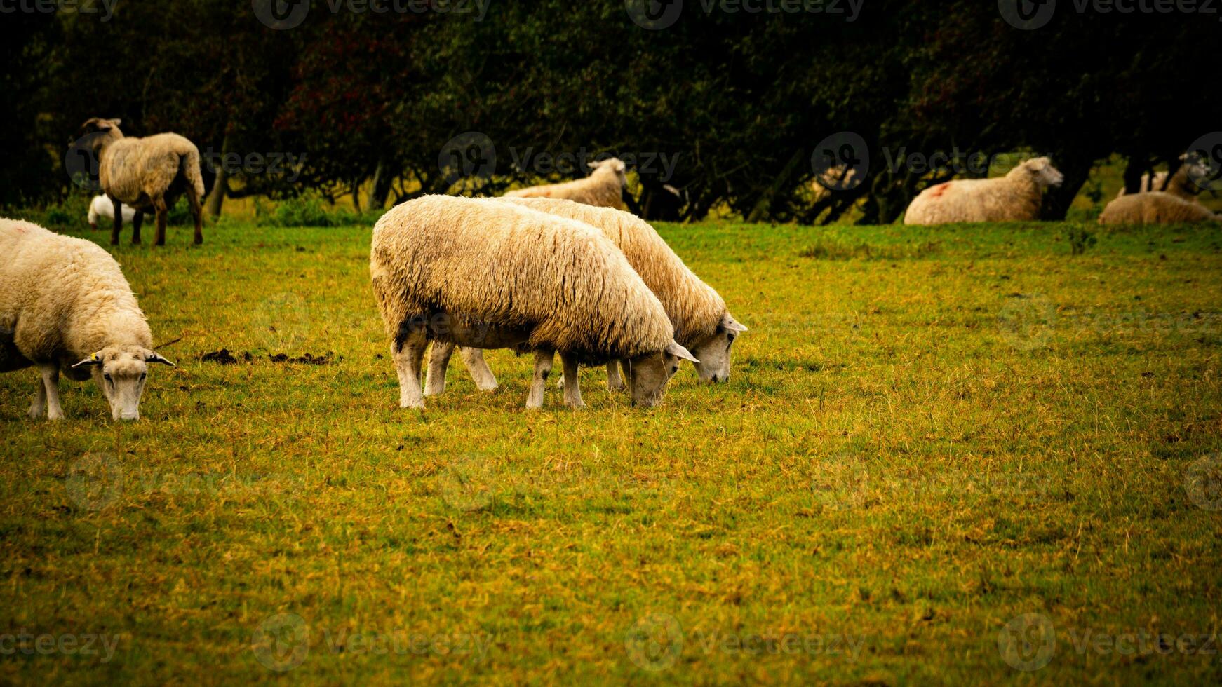 kudde van wollig schapen Aan een platteland boerderij foto