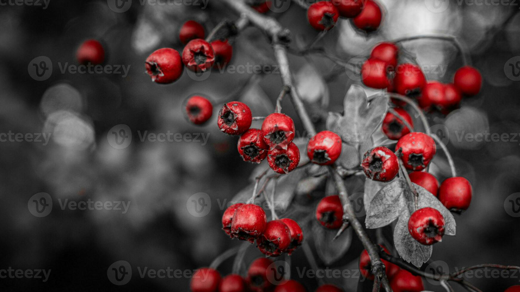 macro detailopname van rijp meidoorn bessen in herfst foto