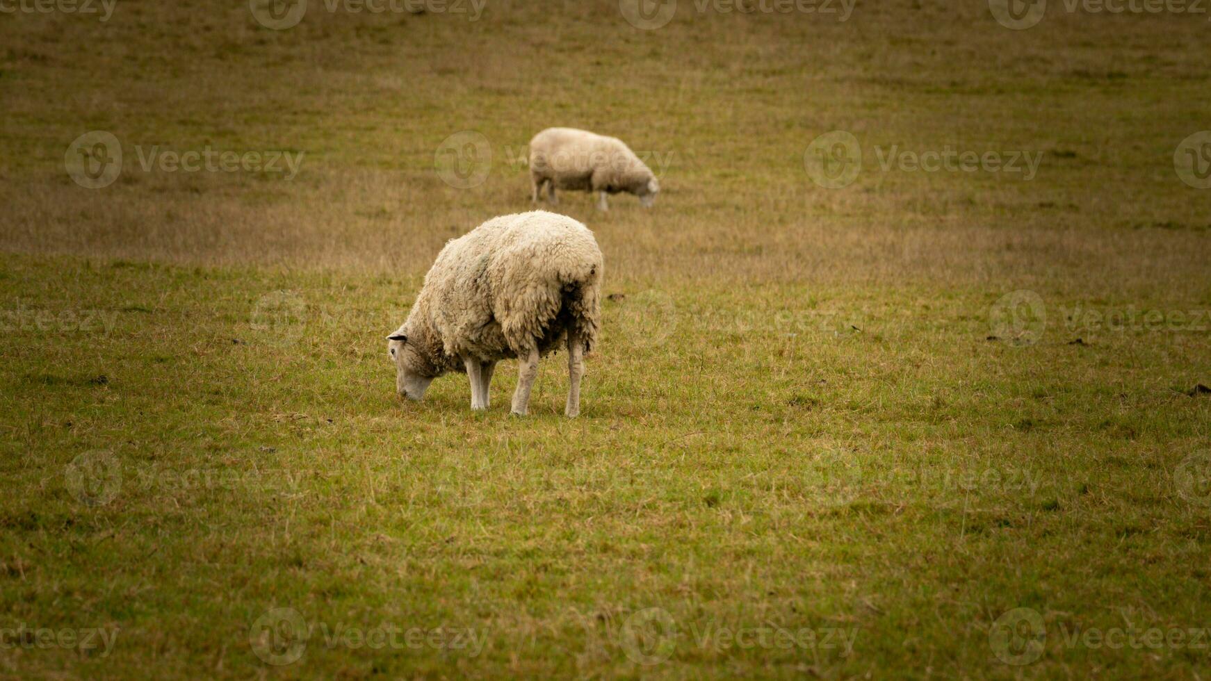 kudde van wollig schapen Aan een platteland boerderij foto