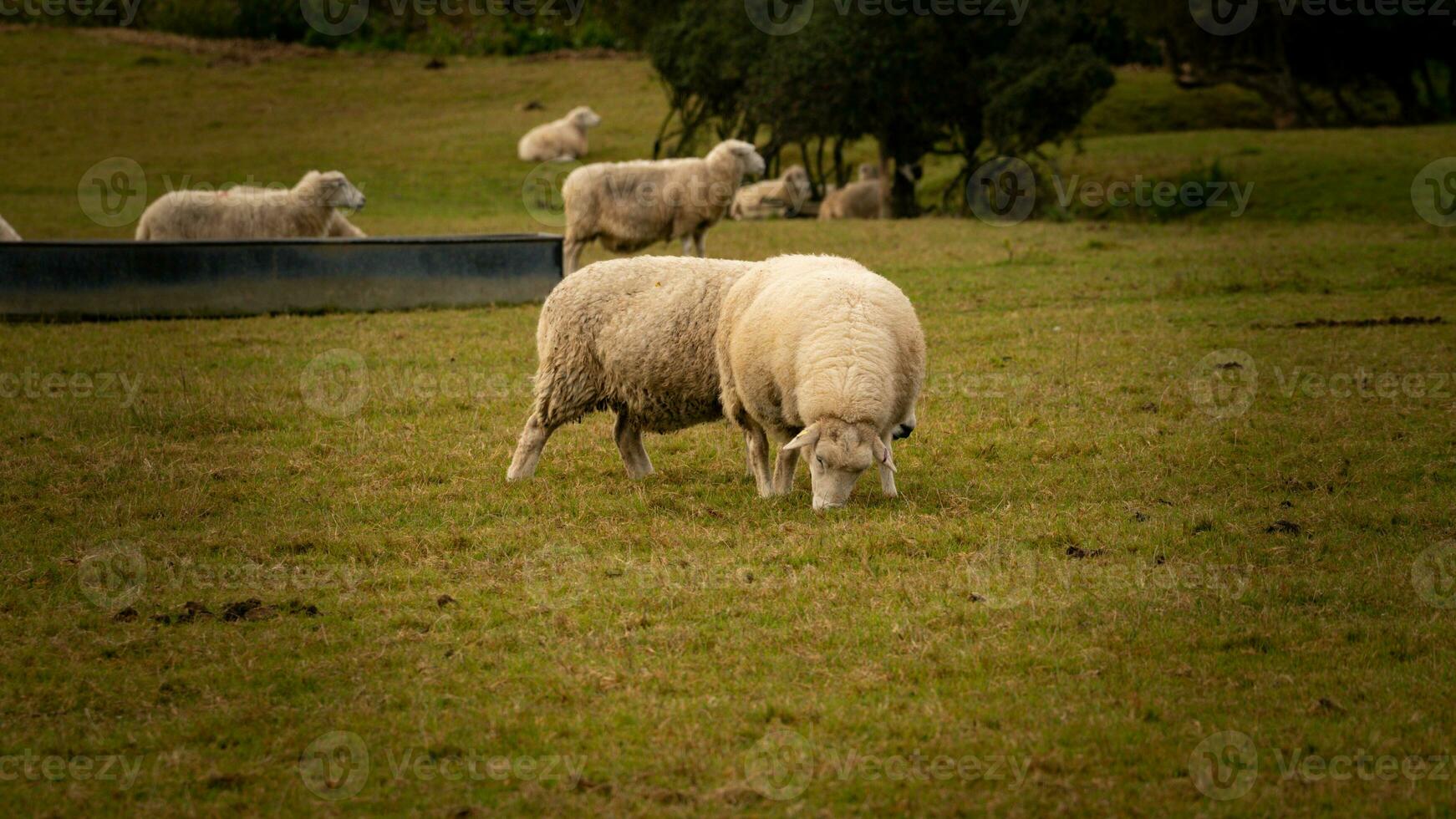 kudde van wollig schapen Aan een platteland boerderij foto