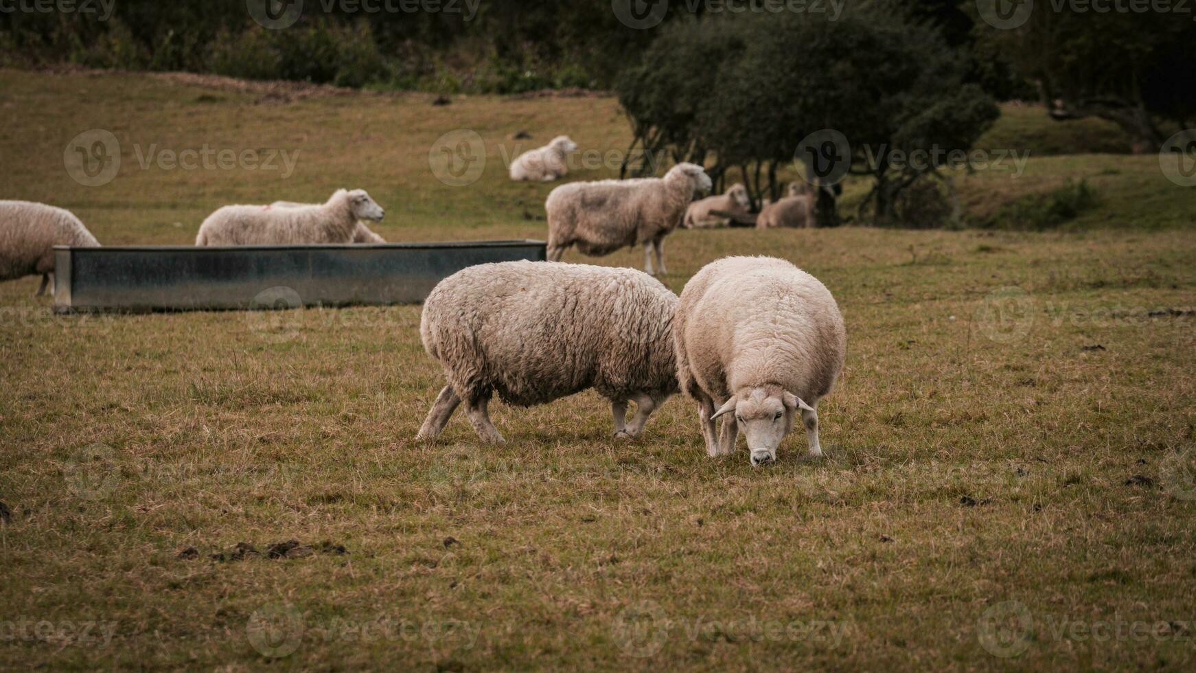 kudde van wollig schapen Aan een platteland boerderij foto