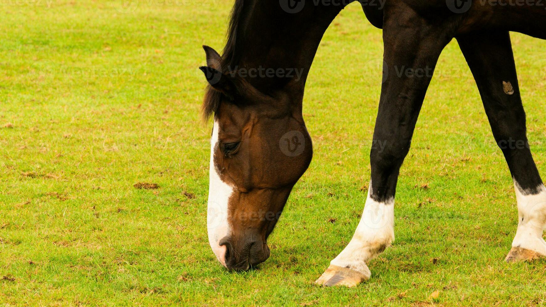 kastanje schoonheid detailopname van een verbijsterend paard foto