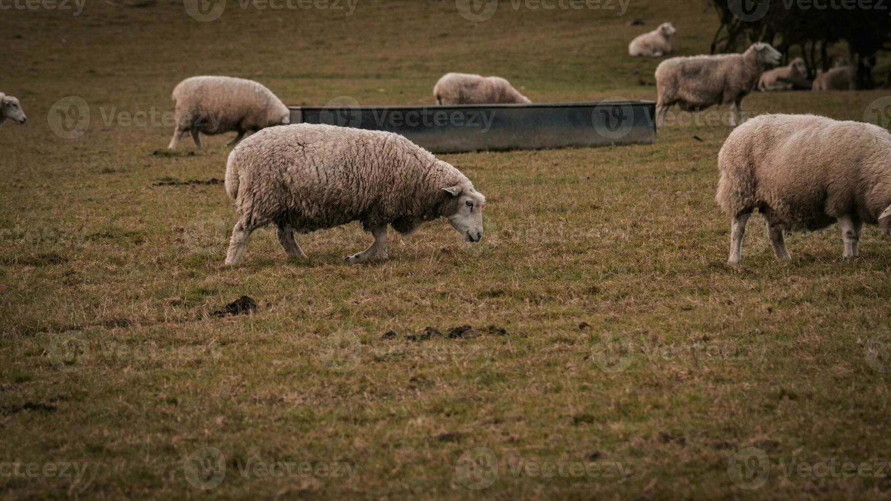 kudde van wollig schapen Aan een platteland boerderij foto