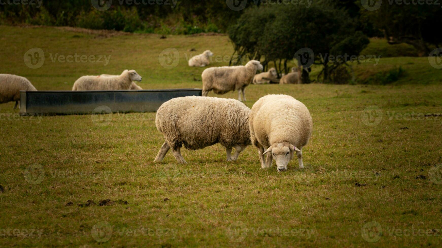 kudde van wollig schapen Aan een platteland boerderij foto