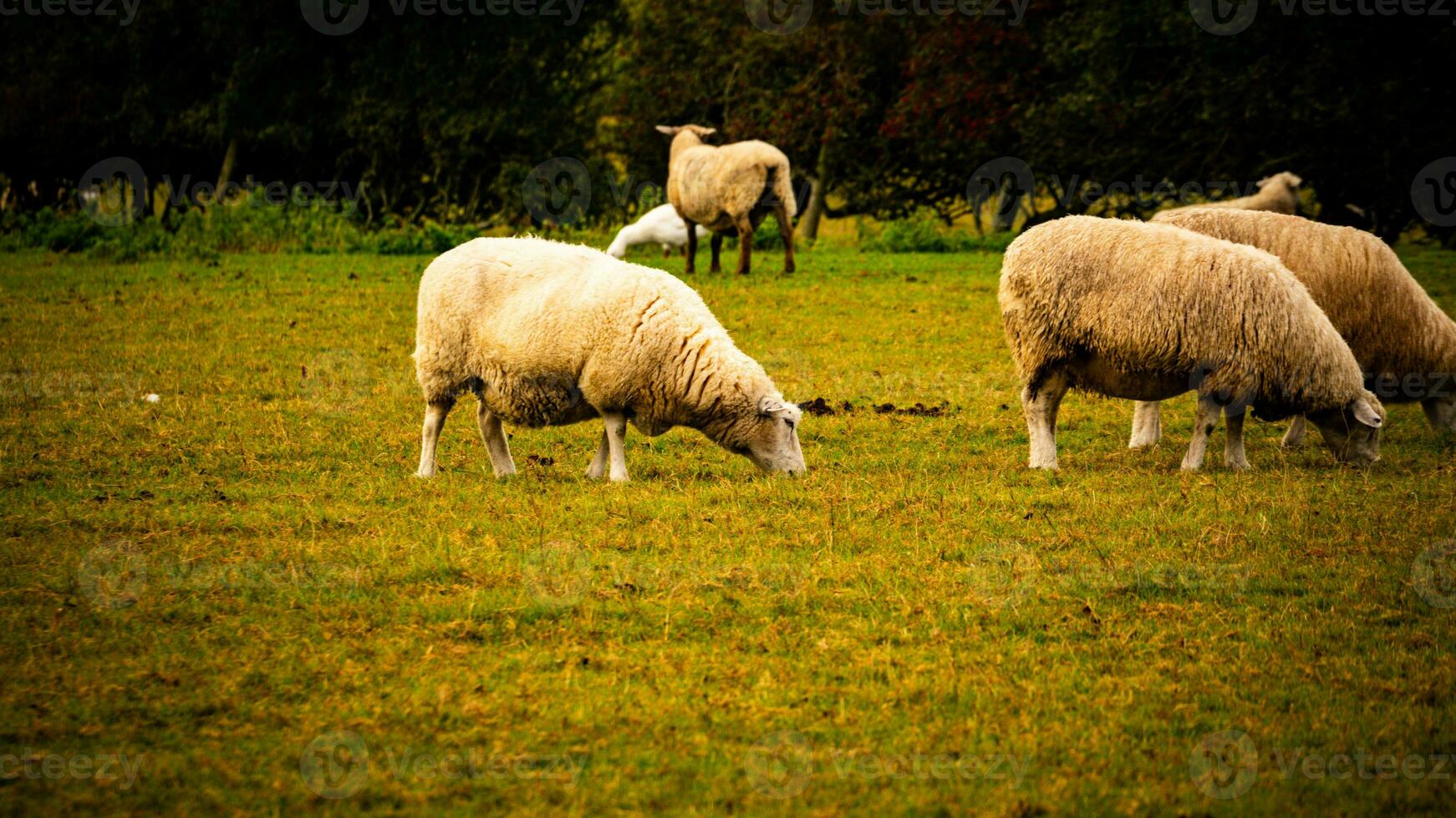 kudde van wollig schapen Aan een platteland boerderij foto