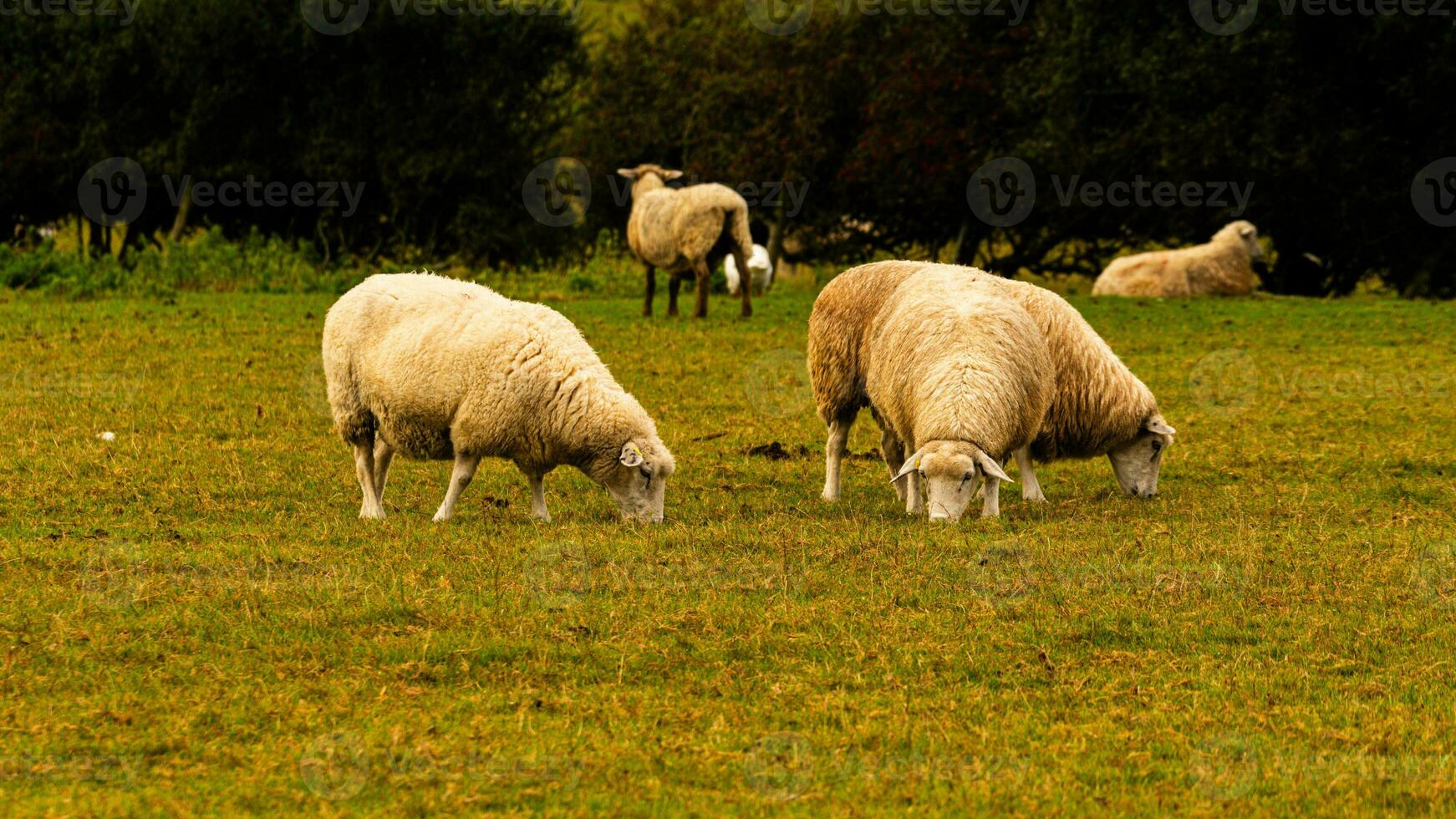 kudde van wollig schapen Aan een platteland boerderij foto