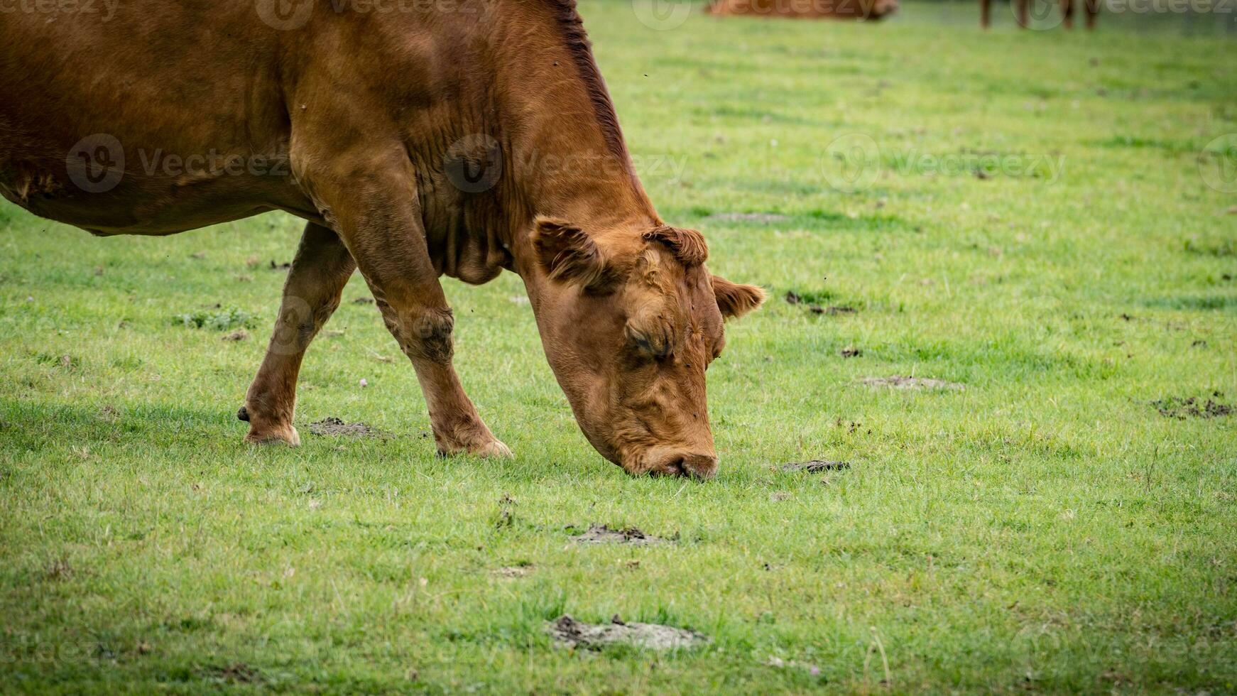 landelijk weide begrazing bruin vee in groen weiland foto