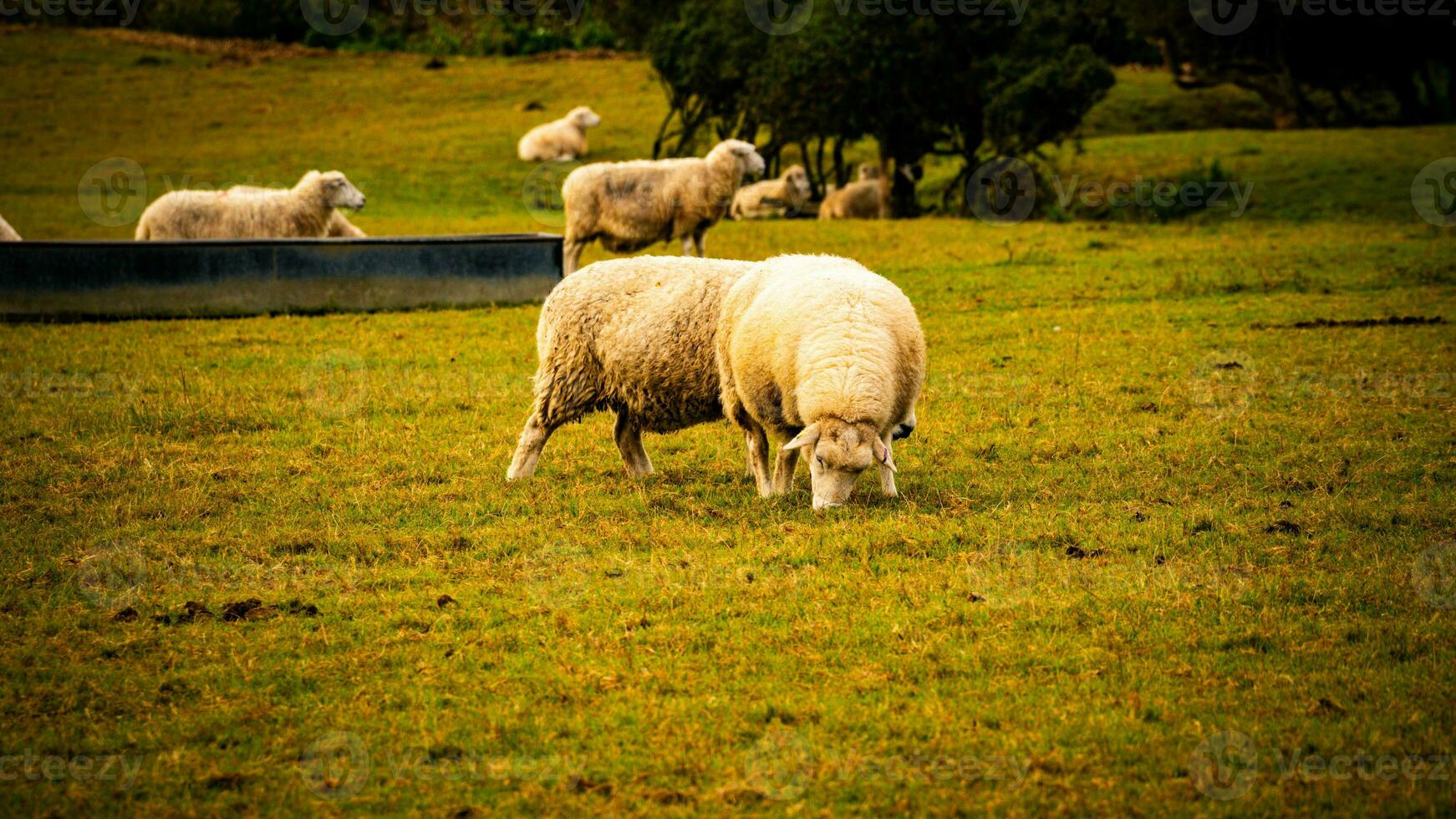 kudde van wollig schapen Aan een platteland boerderij foto