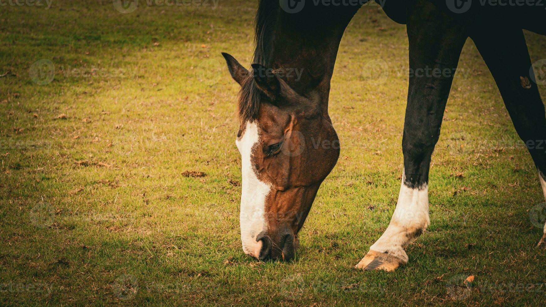 kastanje schoonheid detailopname van een verbijsterend paard foto