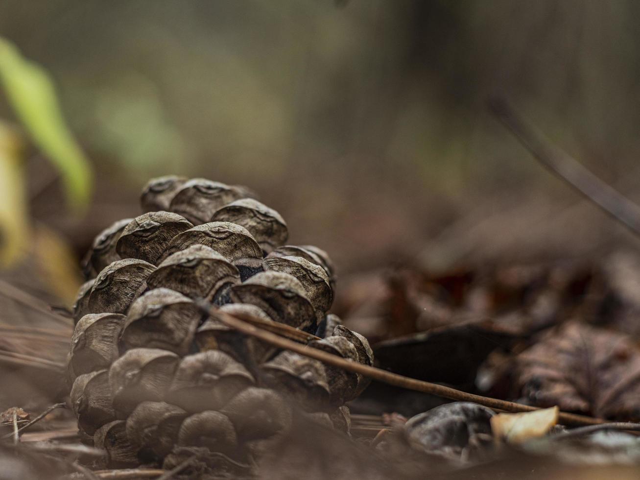 dennenappels op de bosbodem met opzettelijke ondiepe scherptediepte foto