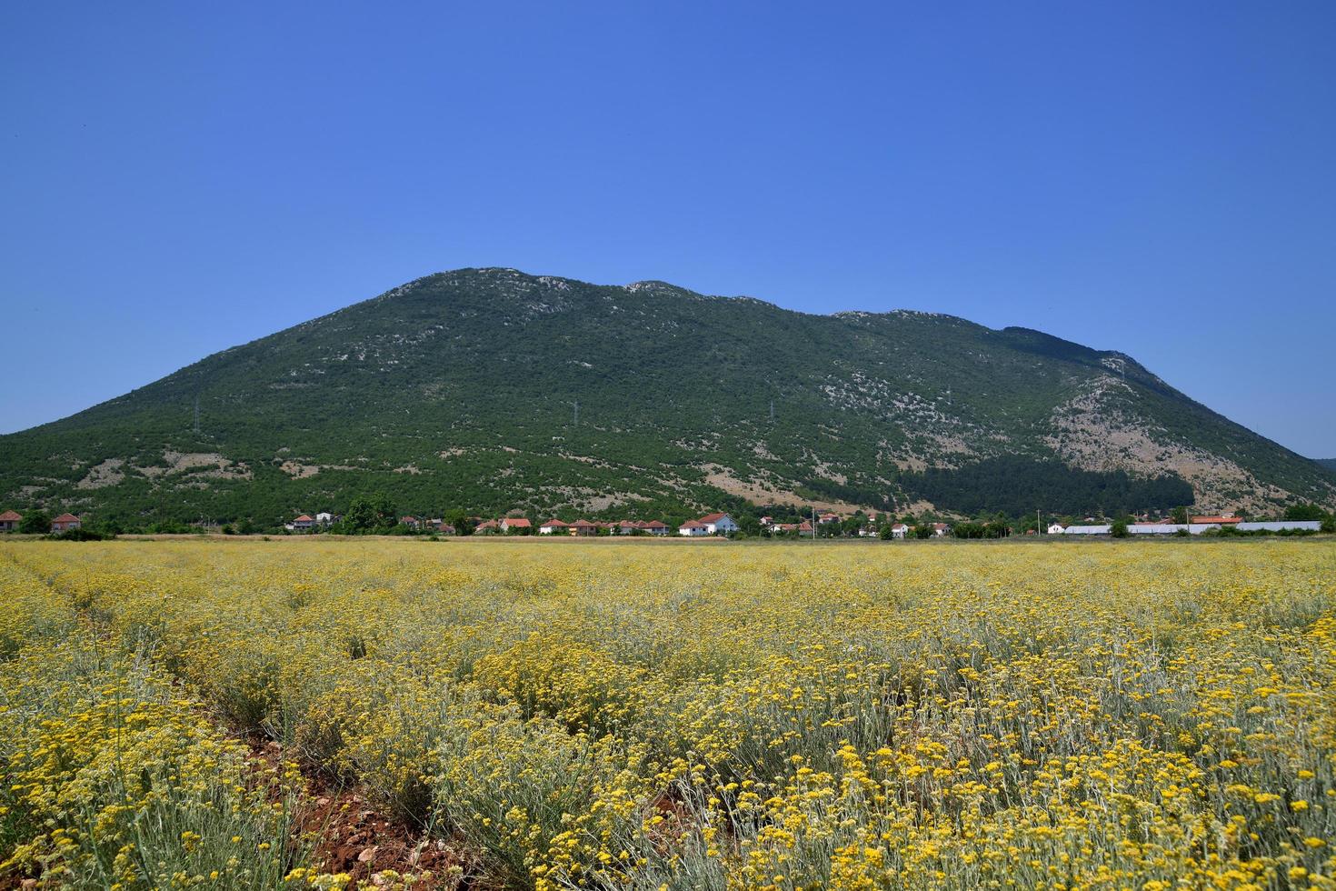 immortelle veld op zonnige dag foto