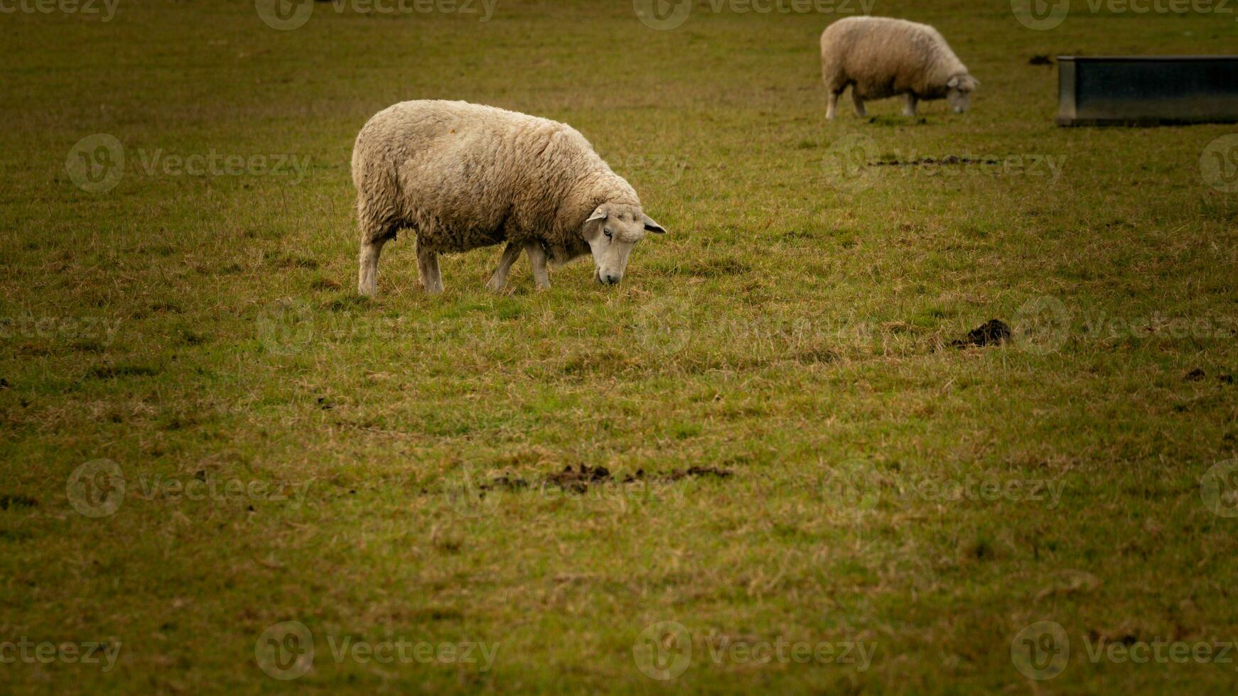 kudde van wollig schapen Aan een platteland boerderij foto