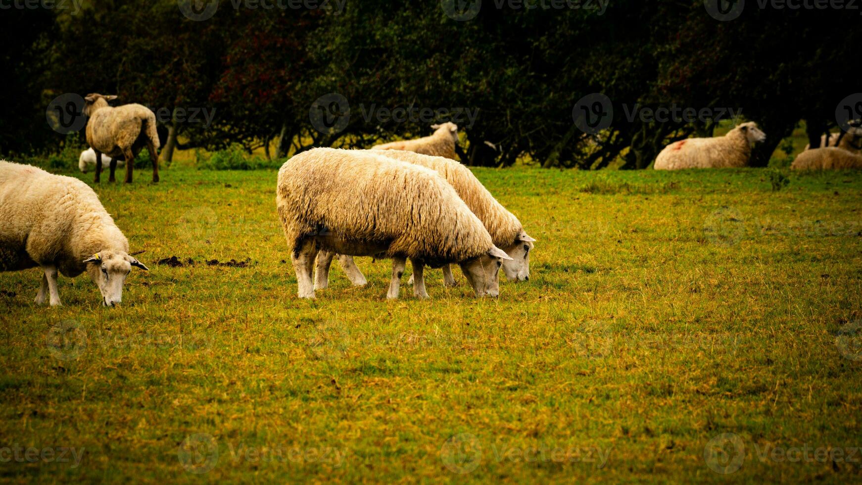 kudde van wollig schapen Aan een platteland boerderij foto