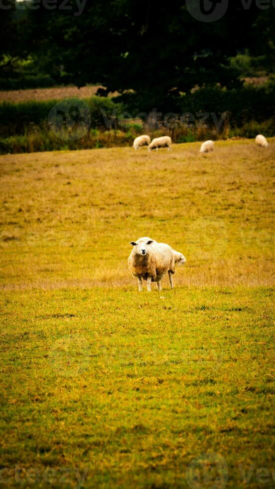 kudde van wollig schapen Aan een platteland boerderij foto