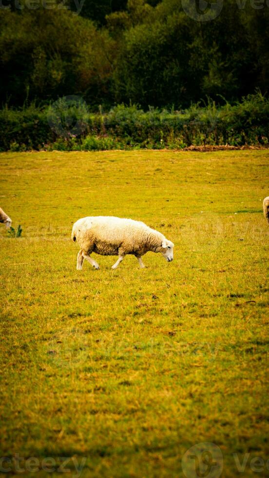 kudde van wollig schapen Aan een platteland boerderij foto