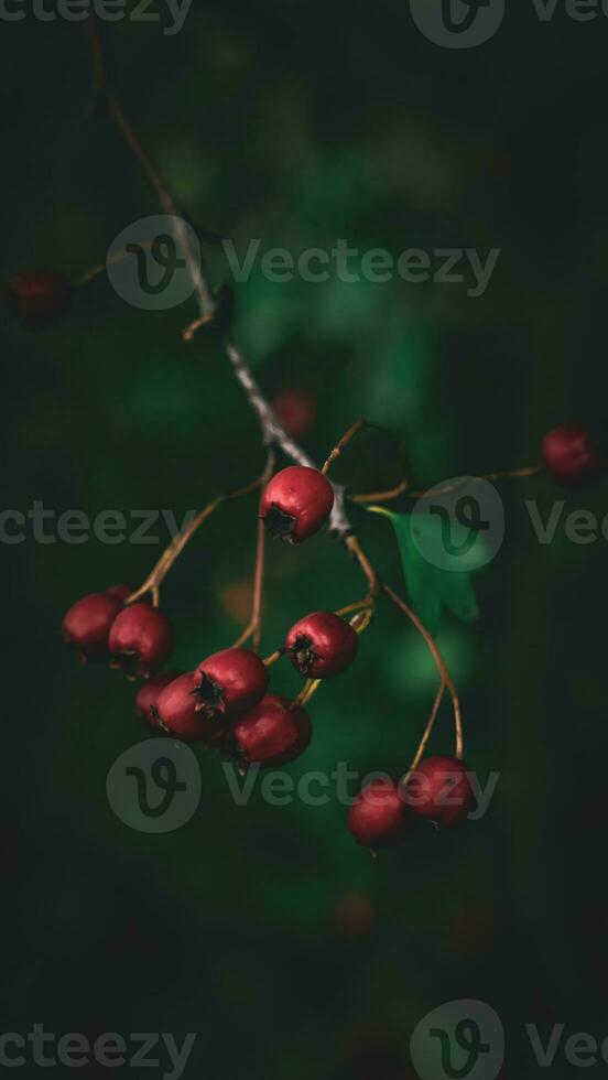 macro detailopname van rijp meidoorn bessen in herfst foto