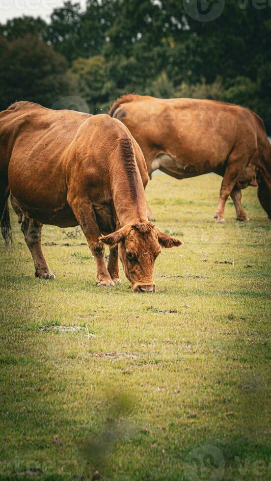 landelijk weide begrazing bruin vee in groen weiland foto