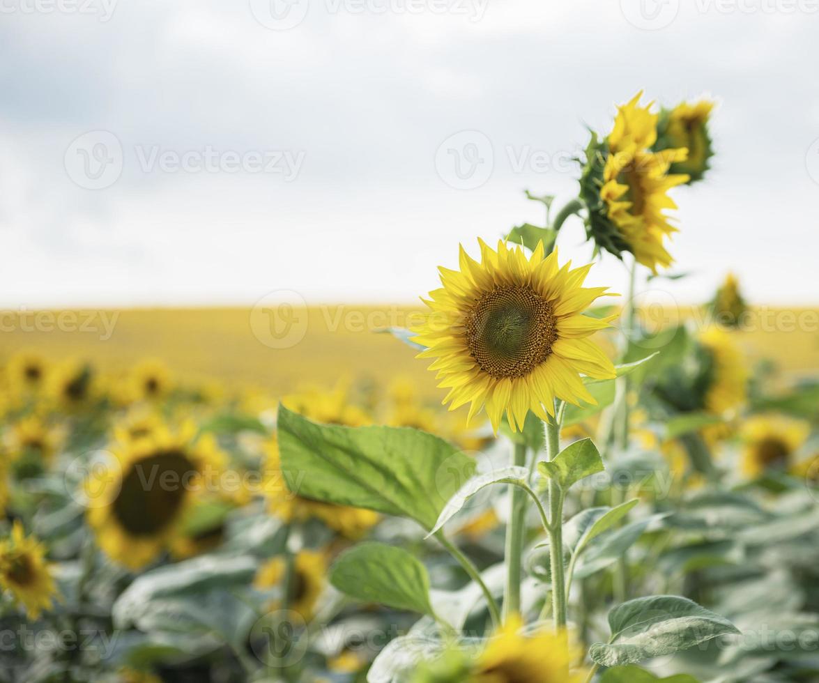 mooie zonnebloemen in het veld, natuurlijke achtergrond foto