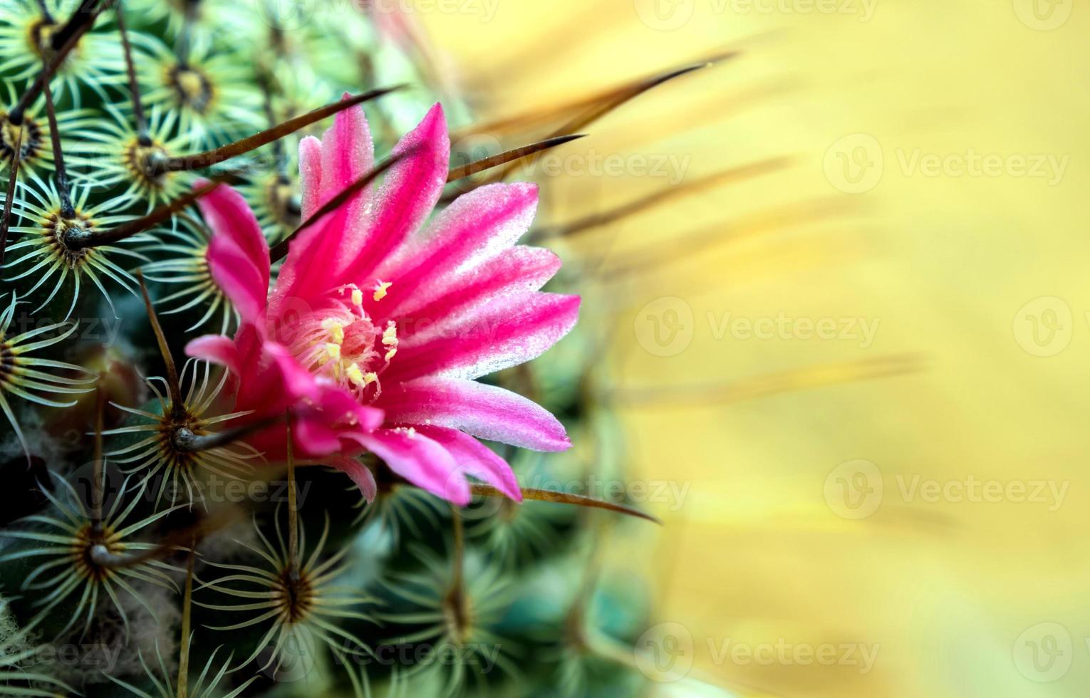 bloeiende cactus met prachtige roze cactusbloemen foto