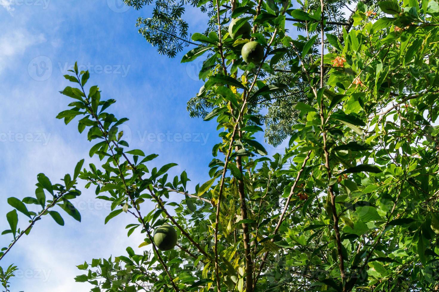 kalebasboom crescentia cujete foto