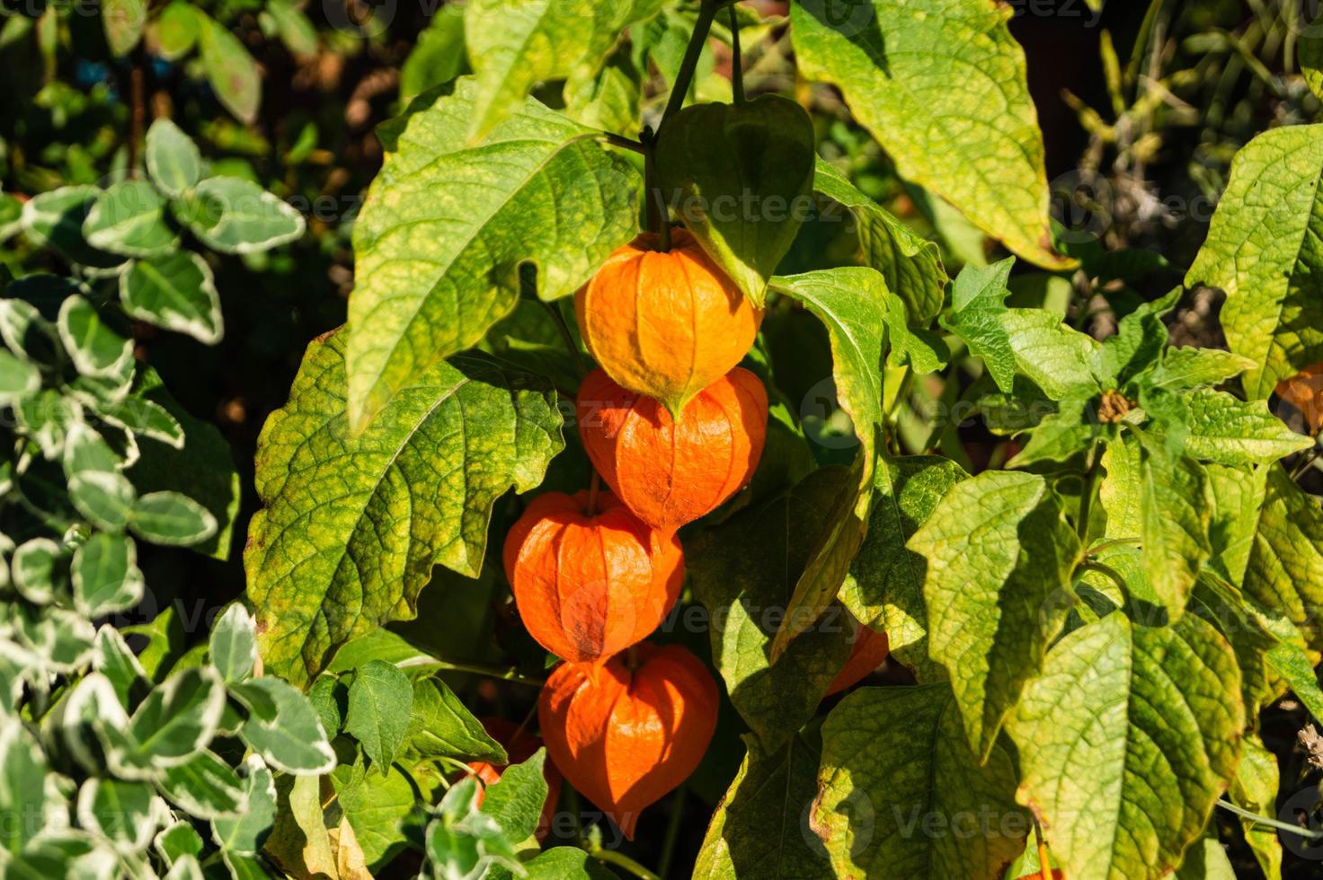 de oranje vrucht physalis peruviana foto
