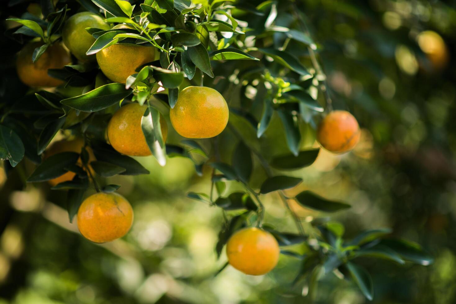 stelletje rijpe sinaasappels hangend aan een sinaasappelboom foto