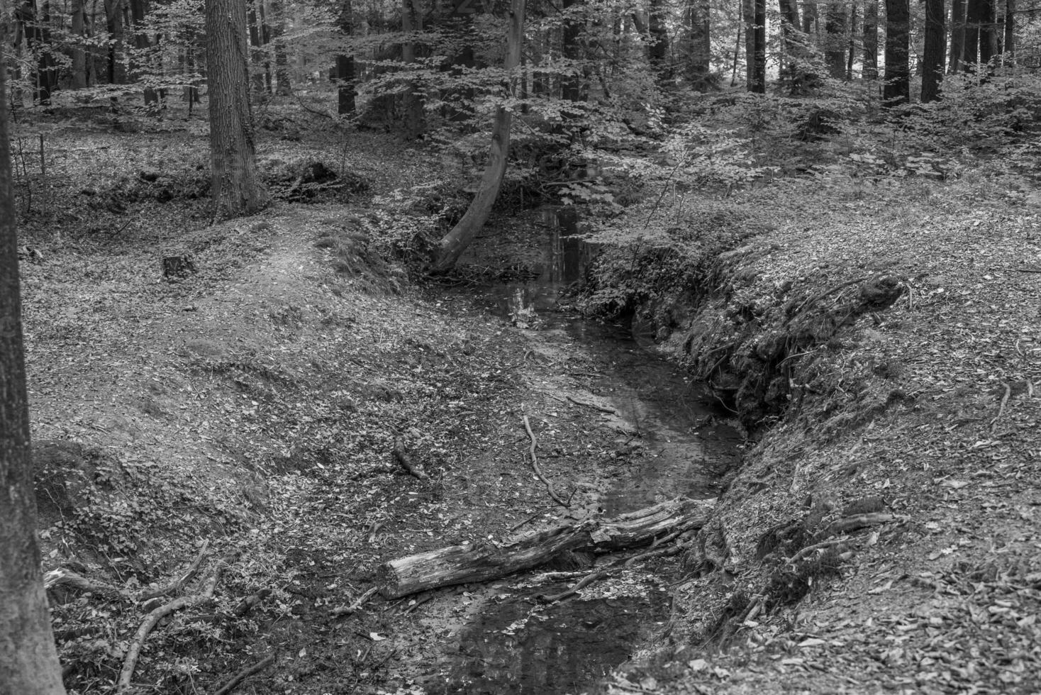 herfst in het bos foto