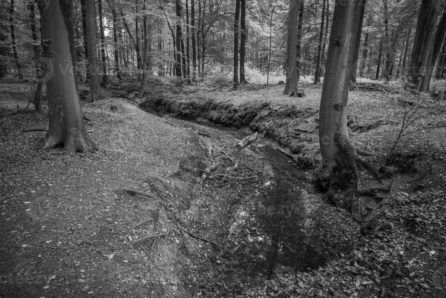 herfst in het bos foto