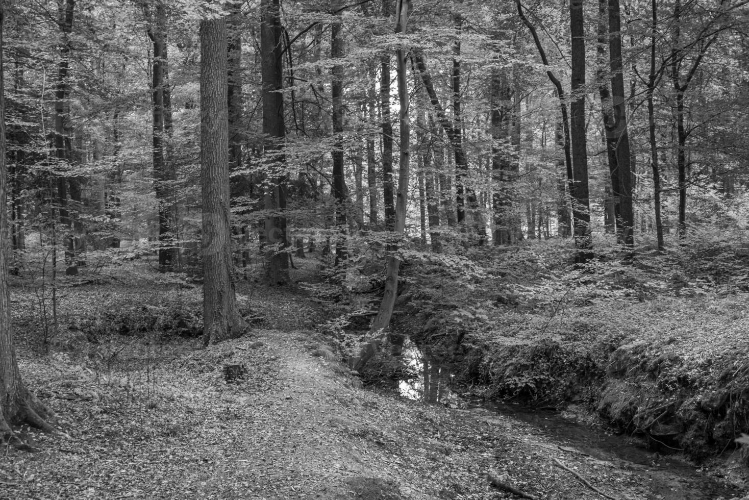 herfst in het bos foto