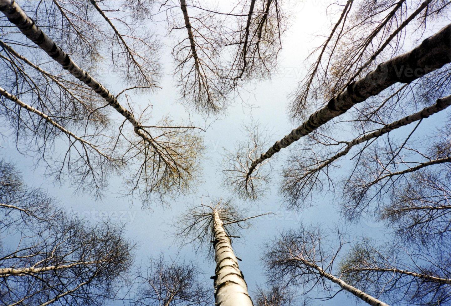 berken bomen achtergrond foto