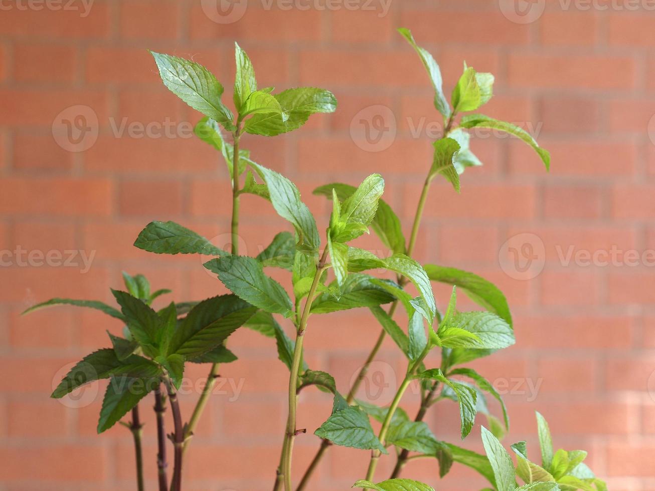 pepermunt mentha piperita plant foto