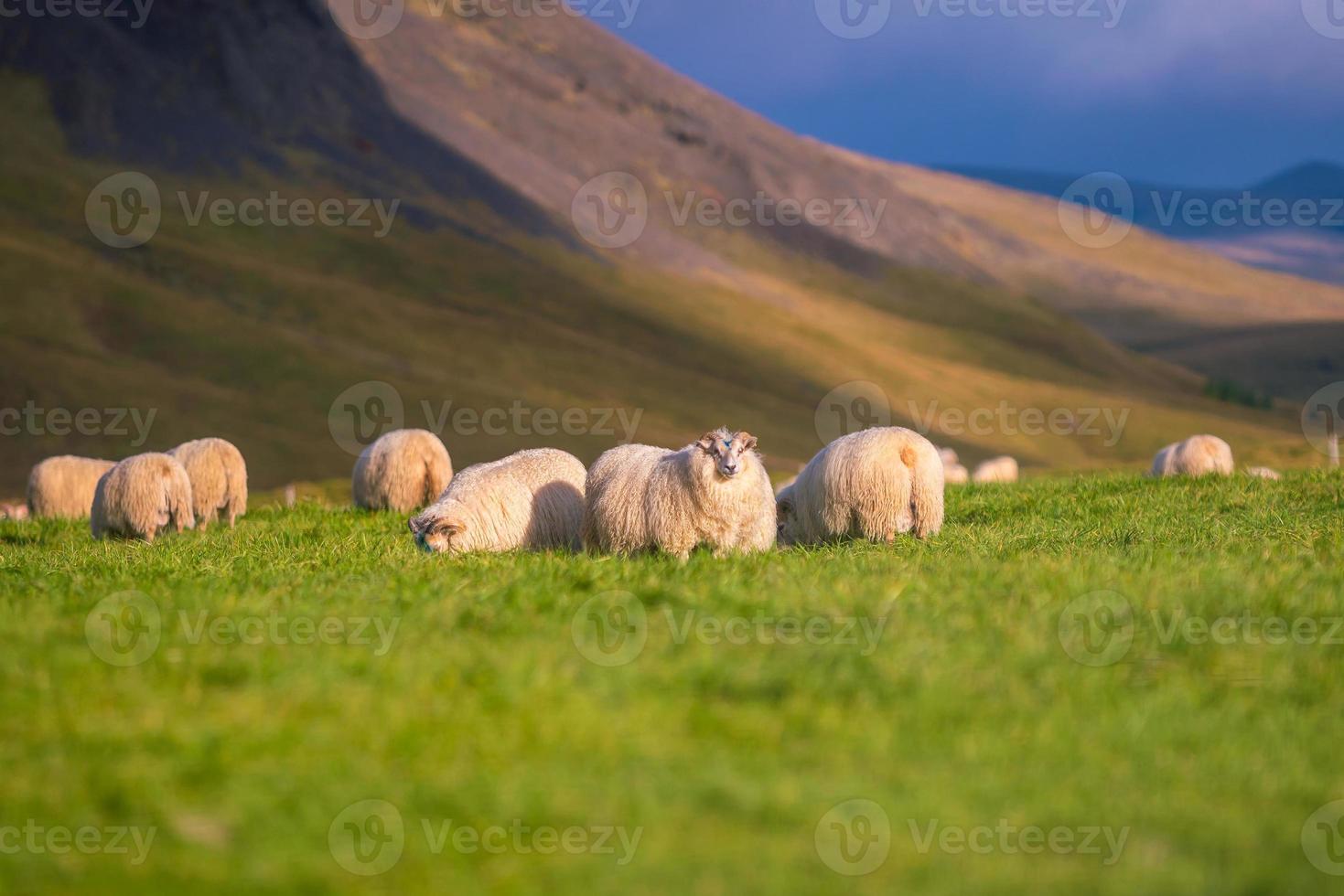 IJslandse schapen in de wei foto