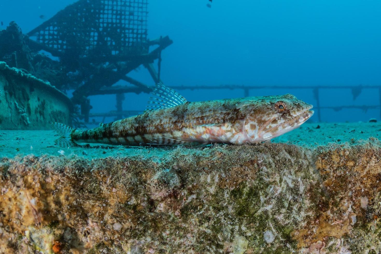 vissen zwemmen in de rode zee, kleurrijke vissen, eilat israel foto