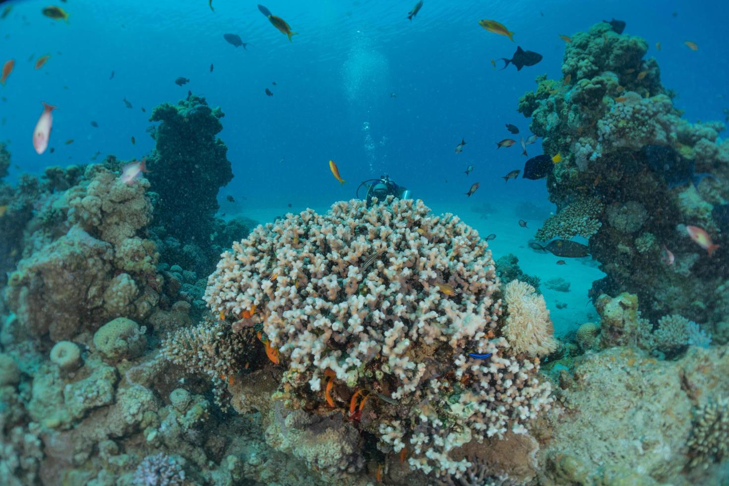 koraalrif en waterplanten in de rode zee, eilat israël foto