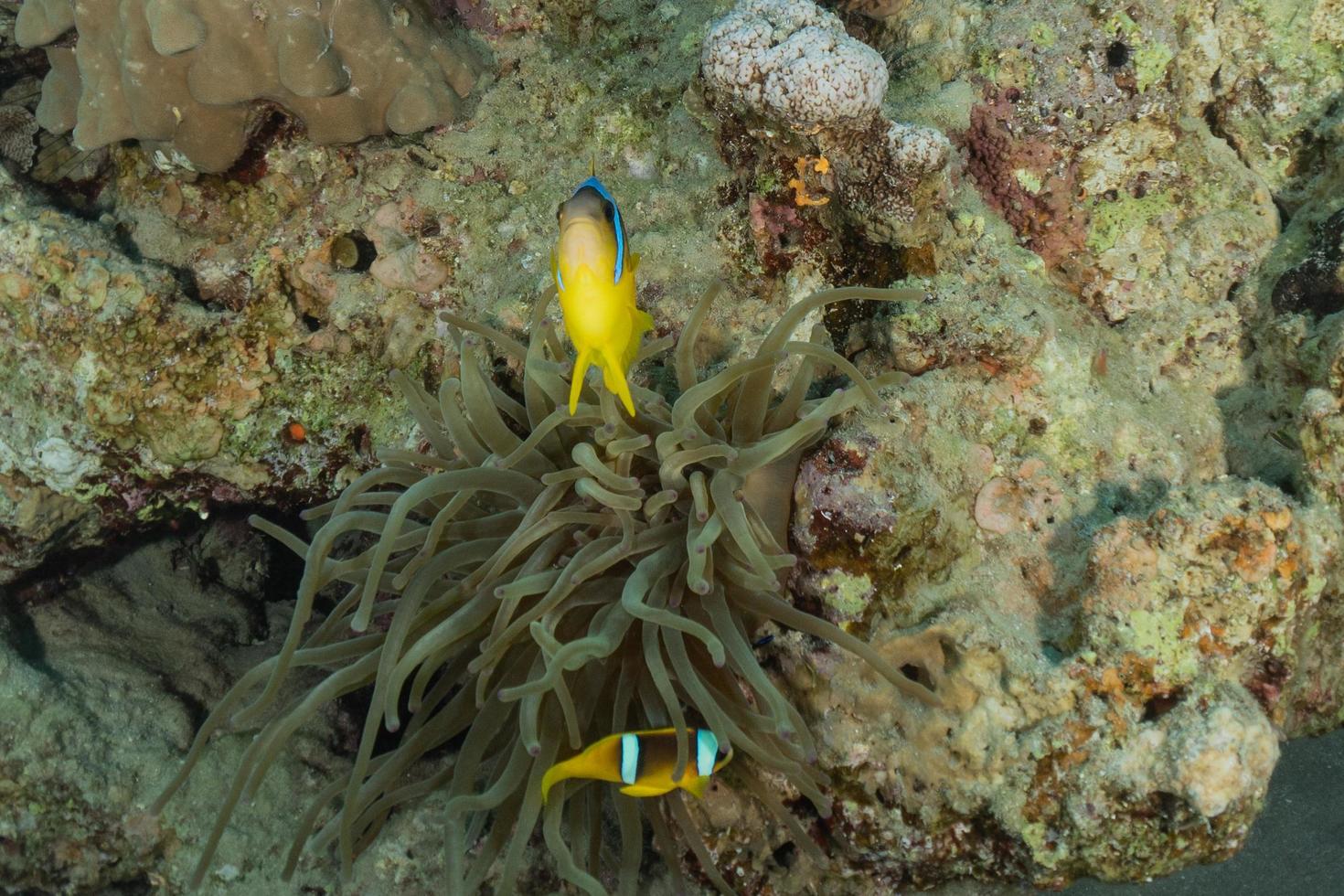 koraalrif en waterplanten in de rode zee, eilat israël foto