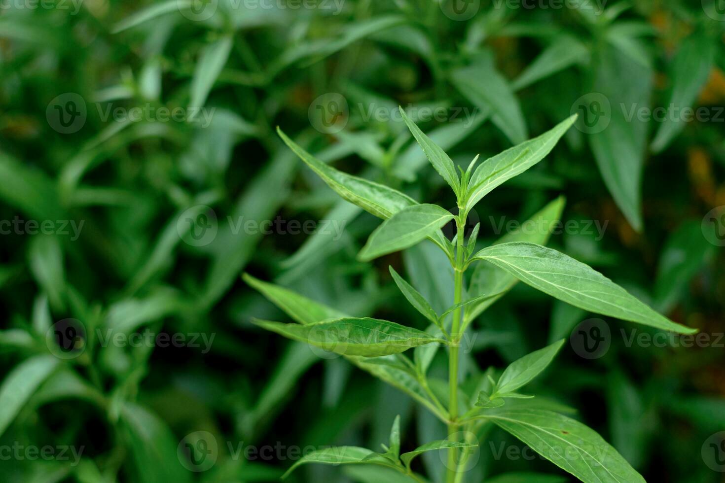 kariyat of andrographis paniculata thaise kruidengeneeskunde kruiden foto