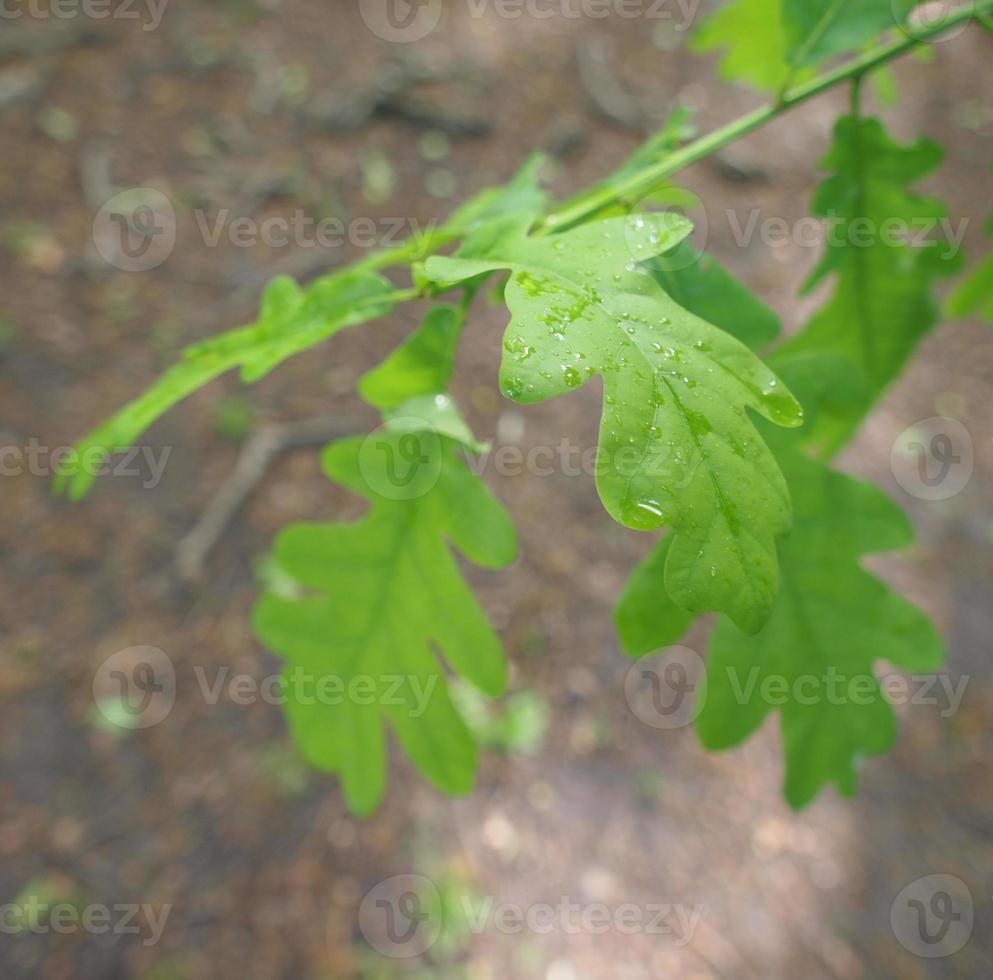 een eikenboomblad foto