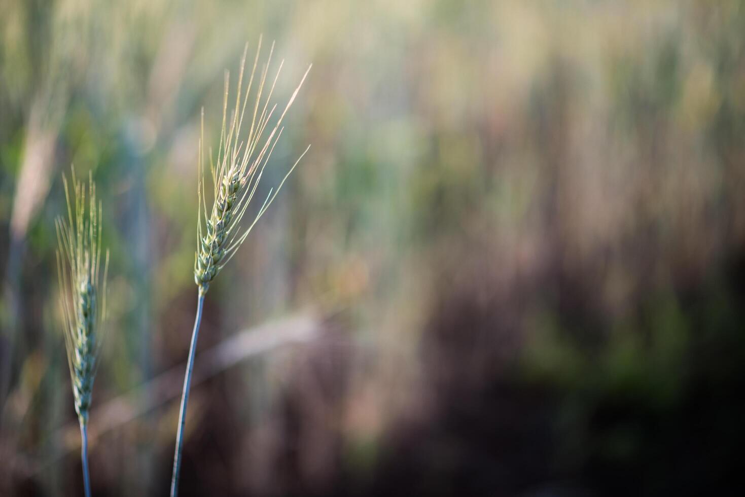 veld van tarwe boerderij foto