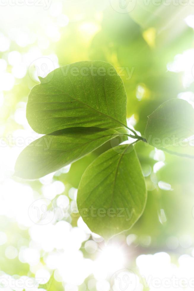 groene natuurlijke achtergrond, groene achtergrond foto