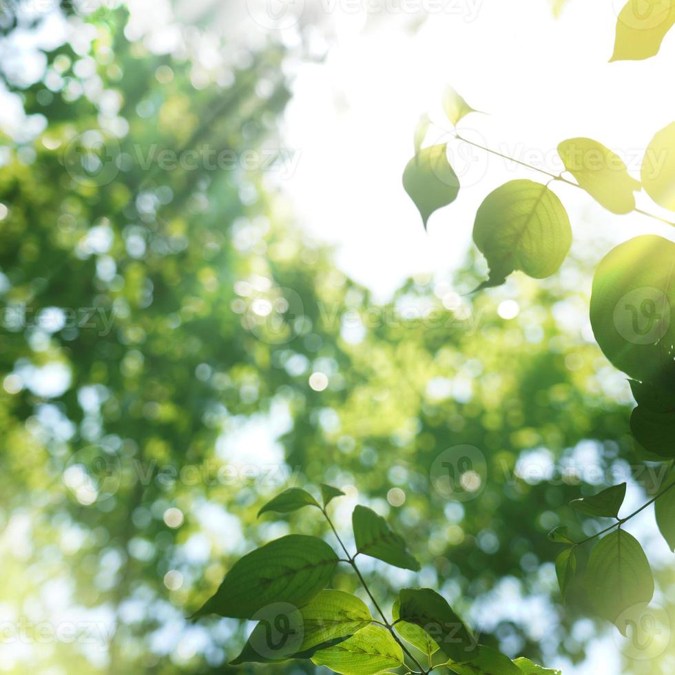 groene natuurlijke achtergrond, groene achtergrond foto