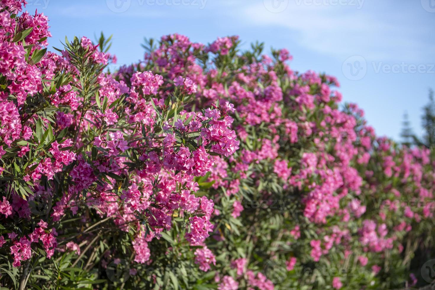 kleurrijke tuin op een zomerhuis op het eiland skopelos, griekenland. foto