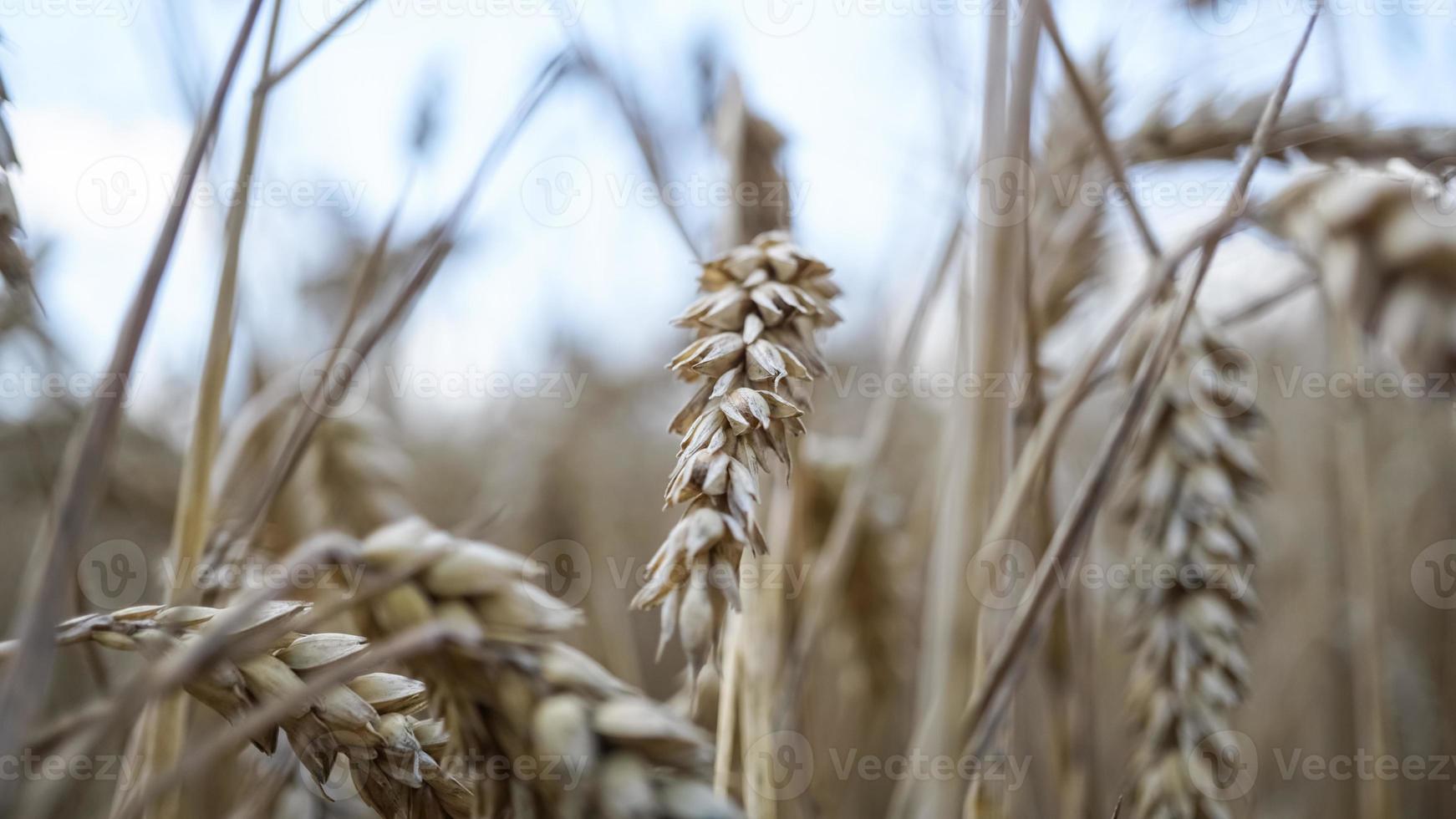 close up van stengels van gouden tarwe, graan spike. foto