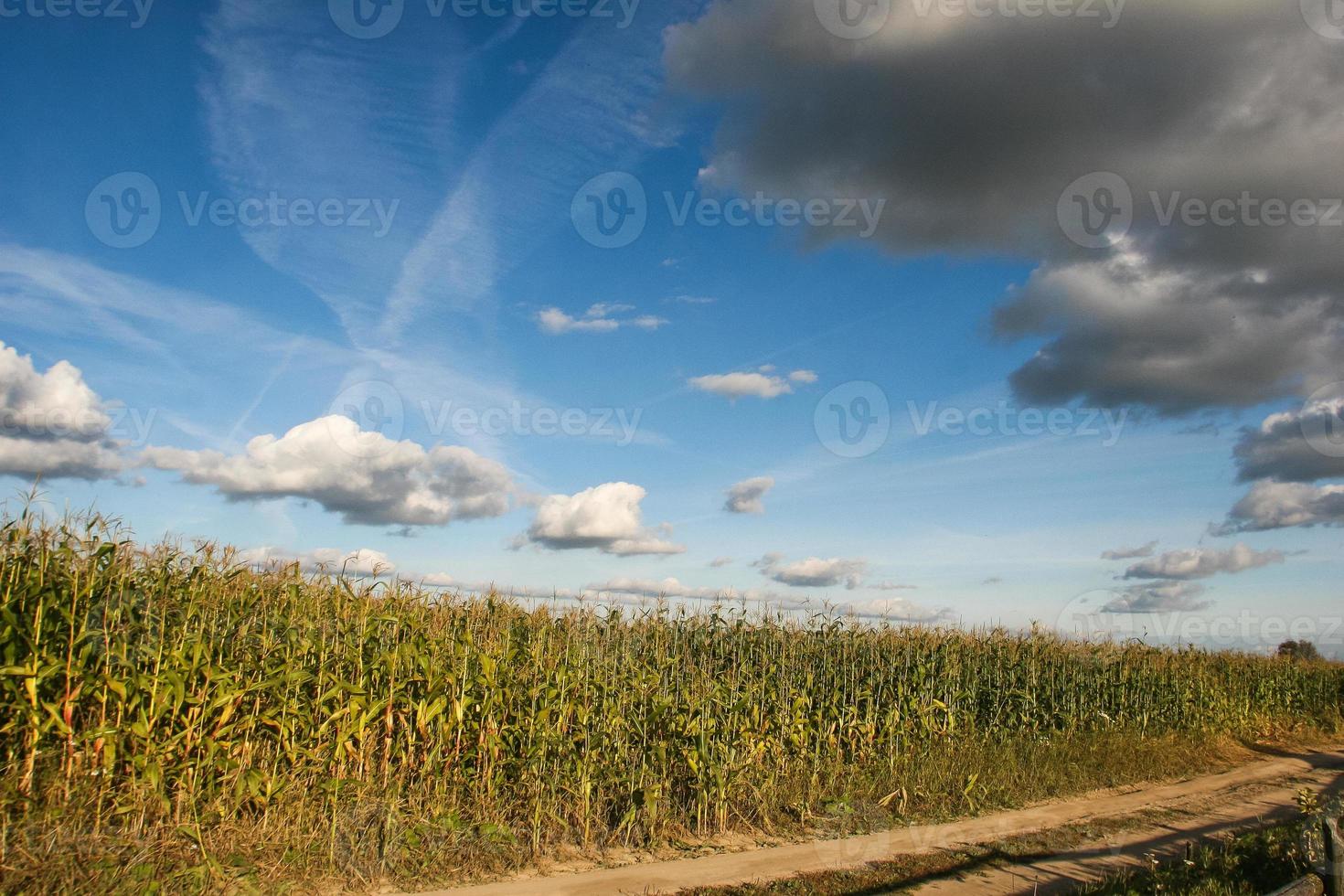 pad in het veld foto