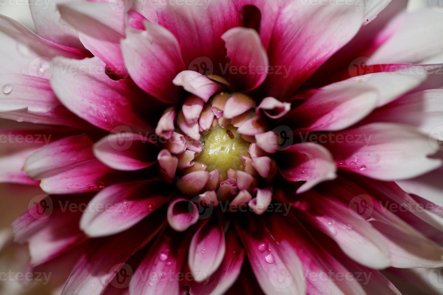 bloem bloesem macro dahlia pinnata familie compositae hoge kwaliteit foto