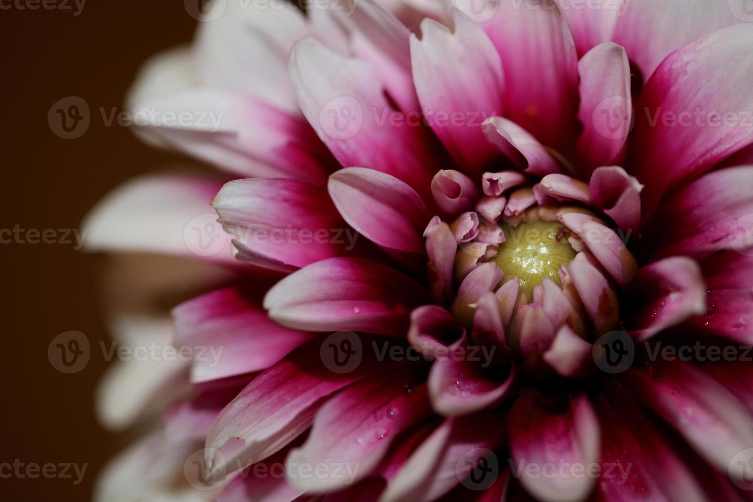 bloem bloesem macro dahlia pinnata familie compositae hoge kwaliteit foto