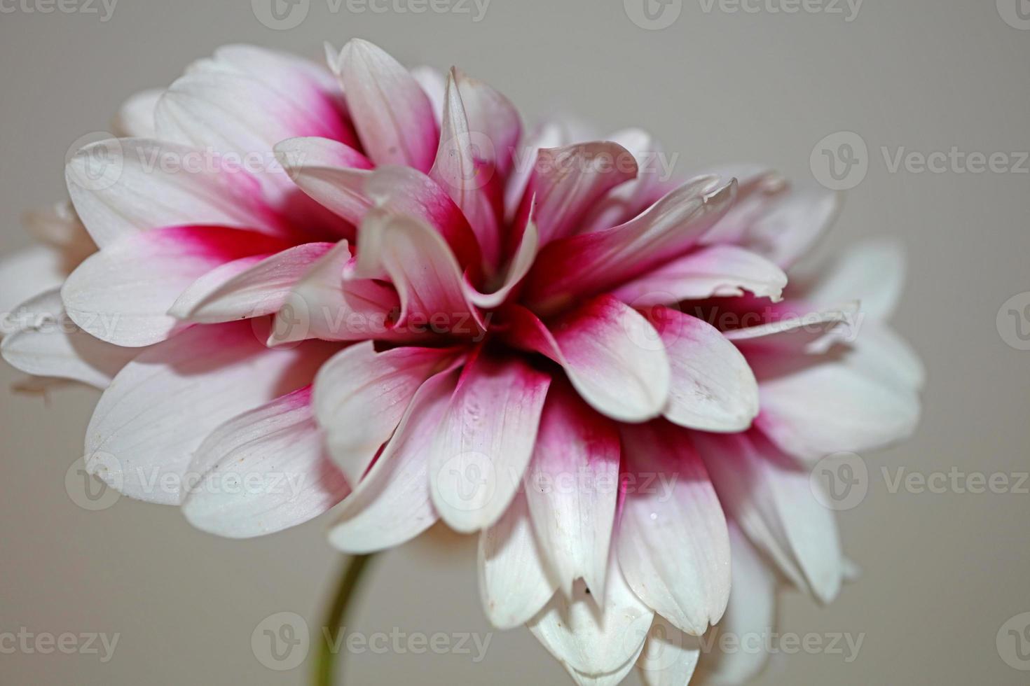 bloem bloesem macro dahlia pinnata familie compositae hoge kwaliteit foto