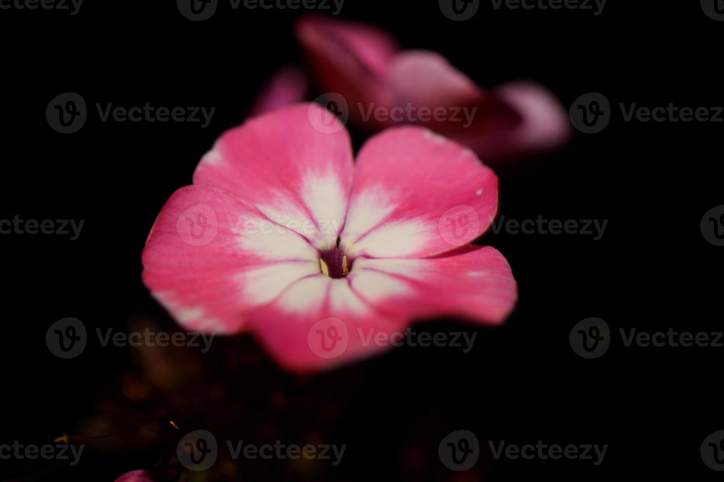 bloem bloesem macro achtergrond phlox drummondii familie polemoniaceae foto