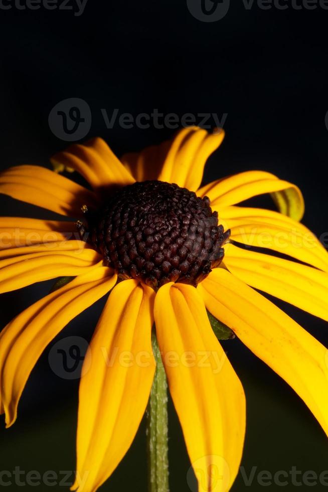 bloem bloesem close up achtergrond rudbeckia fulgida familie compositae foto