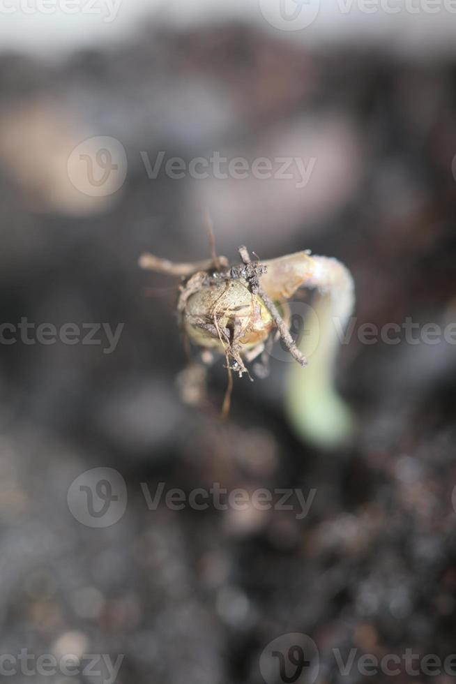 marihuana plant eerste bladeren zaadlob opening close-up moderne achtergrond hoogwaardige prints cannabis sativa super citroen waas botanisch gebruik cannaceae familie foto